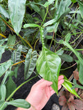 Philodendron Joepii