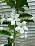 Stephanotis Floribunda 'Jasmin de Madagascar'