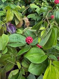 Calliandra Tergemina