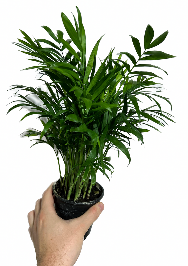 bella planta palmas Palm Neanthe 'Bella' – Végétal Design Qc