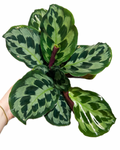 Calathea 'Helen Kennedy'