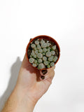 Fenestraria Aurantiaca 'Baby Toes'