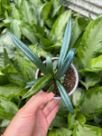 Microsorum Thailandicum  | Blue Oil Fern