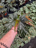 Begonia 'Argenteo-guttata' | Angel Wing Begonia