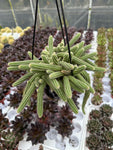 Peanut Cactus | Echinopsis Chamaecereus