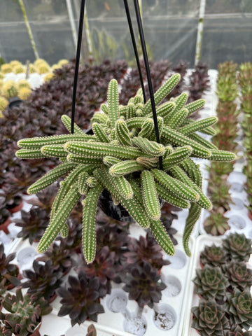 Peanut Cactus | Echinopsis Chamaecereus