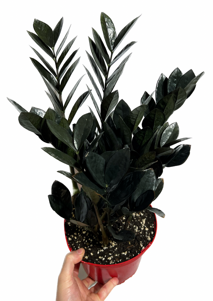 raven zz plant nz Zamioculcas Zamiifolia 'Raven'