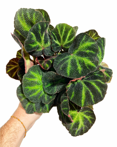 Begonia Rex 'Soli-Mutata' | Bégonia