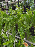 Nephrolepis Exaltata 'Tiger Fern' | Boston Fern