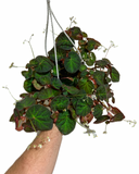 Begonia 'Manaus' | Bégonia