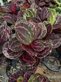 Calathea Roseopicta 'Princess Jessie'
