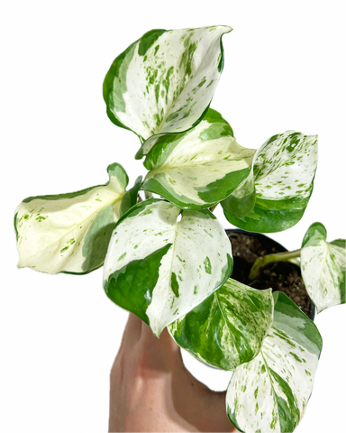 pothos happy leaf vs manjula Epipremnum 'Manjula'