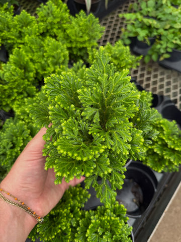 Selaginella Martensii 'Frosty'