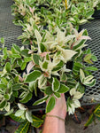 Hoya Carnosa 'Krimson Queen' | wax plant
