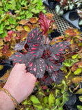 Begonia Rex 'Rumba' | Bégonia