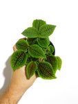 Pilea Involucrata 'Moon Valley'