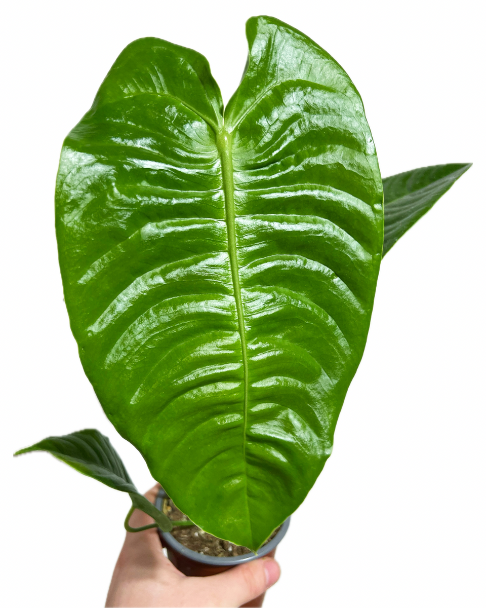 Anthurium Veitchii 'King' – Végétal Design Qc