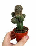 Grafted Cactus #5