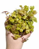 Callisia Repens 'Golden Nugget'