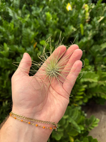 Tillandsia Fuchsii var Gracilis