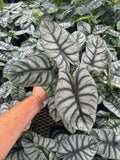 Alocasia Baginda 'Silver Dragon'