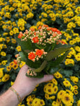 Kalanchoe Blossfeldiana 'AUTOMNALE'