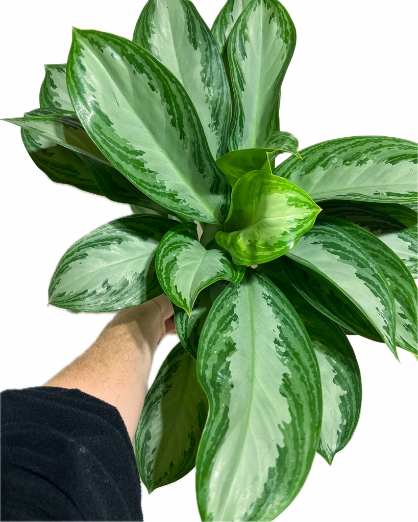 aglaonema leprechaun vs silver bay Aglaonema 'Silver Bay' – Végétal Design Qc