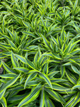 Dracaena 'Lemon Surprise'
