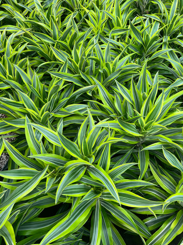 Dracaena 'Lemon Surprise'