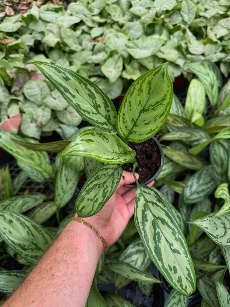 aglaonema commutatum varieties Aglaonema Commutatum 'Silver Queen'