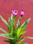 Curcuma Alismatifolia | Siam Tulip