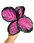 Calathea Roseopicta 'Purple Rose'