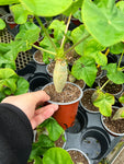 Jatropha Podagrica 'Buddha Belly Plant' | Euphorbia