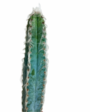 Pilosocereus Glaucochrous | Cactus