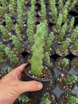 Boob Cactus | Myrtillocactus geometrizans cv. Fukurokuryuzinboku