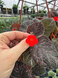 Episcia 'Strawberry Fields'