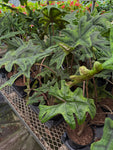 Alocasia 'Jacklyn' | Alocasia Tandurus