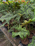 Alocasia 'Jacklyn' | Alocasia Tandurus
