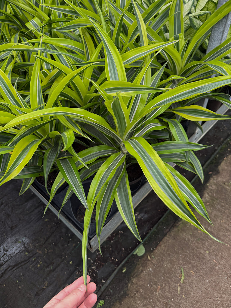gold star dracaena Dracaena Warneckii 'Goldstar'