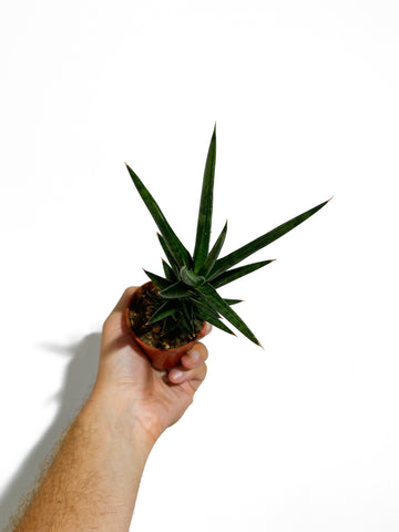 spiky sansevieria Sansevieria 'Francisii Spiky'