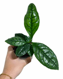 Camellia Sinensis | Plante de Thé | Théier