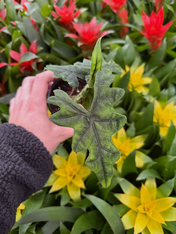 Alocasia 'Jacklyn' | Alocasia Tandurus