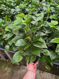 Epipremnum Aureum 'Jade' | Pothos 'Jade'