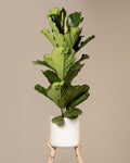 Ficus Lyrata