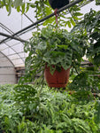 Monstera Adansonii | Monstera 'Swiss cheese'