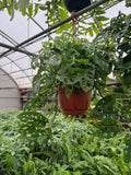 Monstera Adansonii | Monstera 'Swiss cheese'
