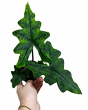 Alocasia 'Jacklyn' | Alocasia Tandurus