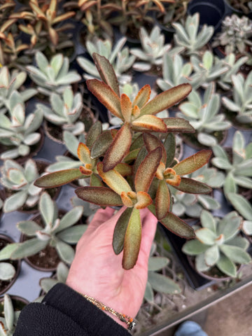 Kalanchoe Tomentosa 'Chocolate Soldier'