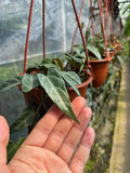 Cissus Amazonica