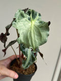 Alocasia 'Venom'